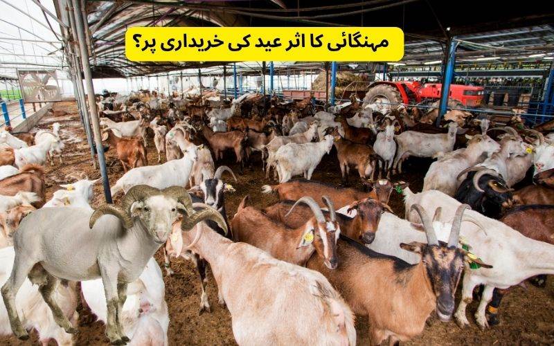 !عید الاضحیٰ کے موقع پرمویشیوں کی قیمتوں میں اضافہ